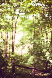 Free Stock Photos for Blogs - Forest and the Trees