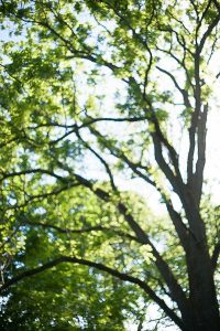 Free Stock Photos for Blogs - Trees and Sunlight