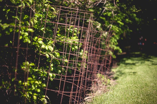 Free Stock Photos for Blogs - Tomato Cages from the Garden