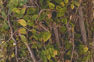 Free Stock Photos for Blogs - Wall of Ivy