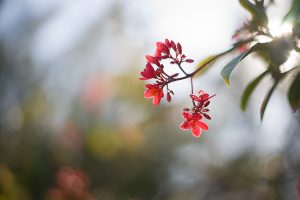 Free Stock Photos for Blogs - Red Tropical Flower 1