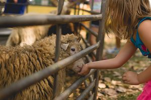 Free Stock Photos for Blogs - Child Feeding a Sheep 1