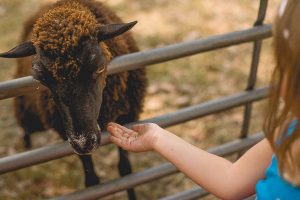 Free Stock Photos for Blogs - Child Feeding a Sheep 2