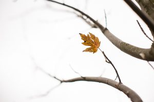 Free Stock Photos for Blogs - Last Day of Fall 2