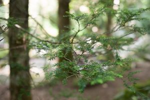Free Stock Photos for Blogs - Evergreen Tree Branch 1