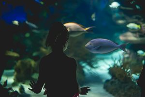 Free Stock Photos for Blogs - Kid at the Aquarium 1