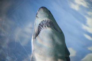 Free Stock Photos for Blogs - Shark at the Aquarium 1