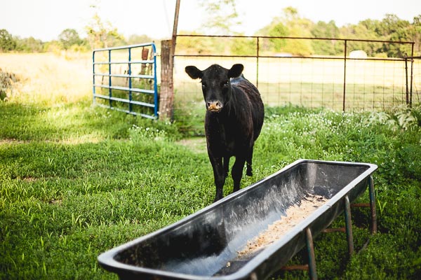 Free Stock Photos for Blogs - Cow at Feeding Time 4