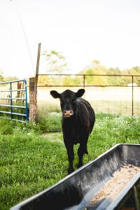 Free Stock Photos for Blogs - Cow at Feeding Time 5