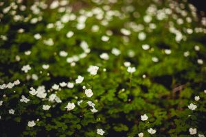 Free Stock Photos for Blogs - Forest Flowers 1