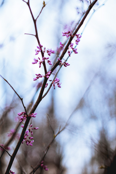 Free Stock Photos for Blogs -Pink Spring Tree Blossoms 1