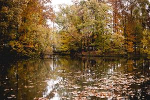 Free Stock Photos for Blogs - Forest Lake in Fall 1