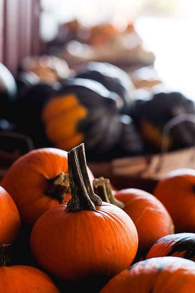 Free Stock Photos for Blogs - Pumpkin Patch 3