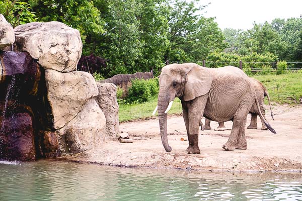 Free Stock Photos for Blogs - Elephant at the Zoo 1